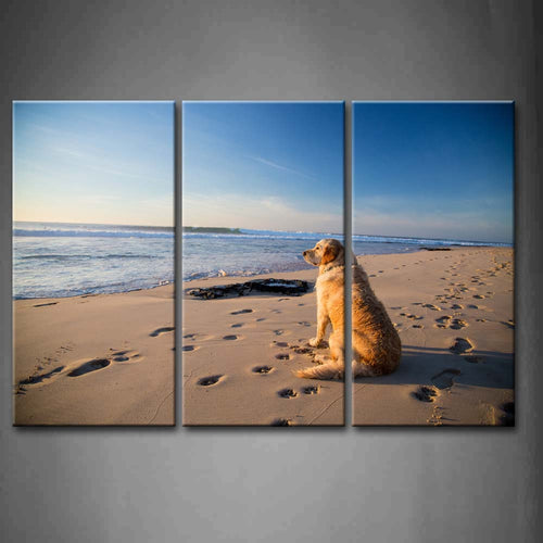 Dog Beach Sunset